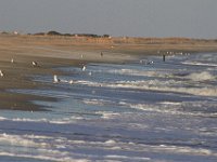 11-12-11-Assateague-2535