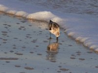 11-12-11-Assateague-2545