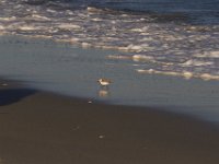 11-12-11-Assateague-2606