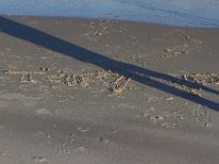 11-12-11-Assateague-2610