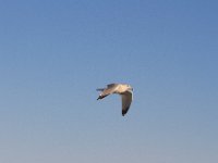 11-12-11-Assateague-2620