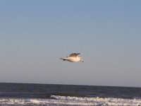11-12-11-Assateague-2621