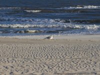 11-12-11-Assateague-2689