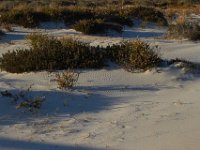 11-12-11-Assateague-2702