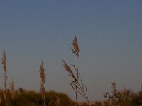 11-12-11-Assateague-2714