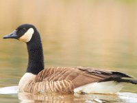 04-01-12-Nanjemoy-4438