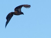 04-07-12-Mattawoman-4861