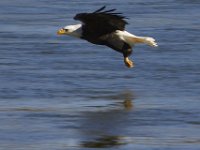 01-02-13-Conowingo Dam-5167