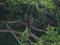 06-16-13-Triadelphia-0927