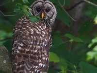 06-16-13-Triadelphia-0931 (1)
