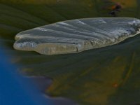 07-06-13-Mattawoman-1689