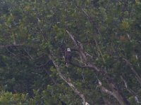 07-14-13-Nanjemoy-2323