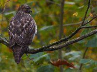 10-19-13-Piscataway-0489