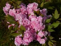 05-01-14-Cherry Blossoms-3111