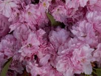 05-01-14-Cherry Blossoms-3131