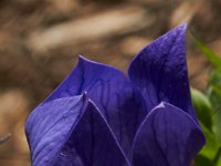 06-01-14-GMas Flowers-4792