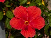 08-20-14-Flowers-9807