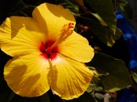 08-20-14-Flowers-9811