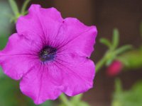 08-20-14-Flowers-9836