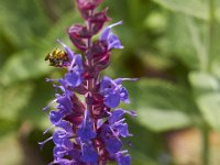 08-20-14-Flowers-9843