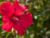08-20-14-Flowers-9856