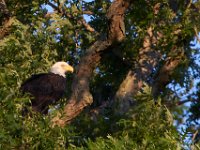 06-14-14-Mallows Bay-5515