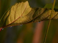 06-29-14-Nanjemoy-6528