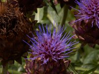 07-19-14-Nat Aboretum-8004