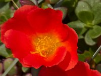 07-19-14-Nat Aboretum-8013