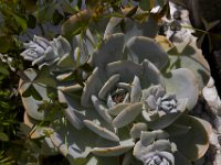07-19-14-Nat Aboretum-8041