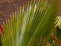 07-19-14-Nat Aboretum-8044