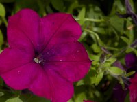 07-19-14-Nat Aboretum-8064