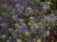 07-19-14-Nat Aboretum-8067