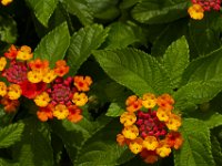 07-19-14-Nat Aboretum-8079
