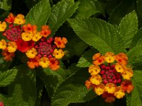 07-19-14-Nat Aboretum-8080