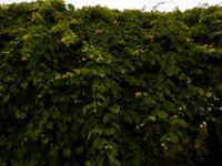07-19-14-Nat Aboretum-8102