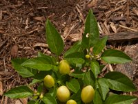 07-19-14-Nat Aboretum-8105