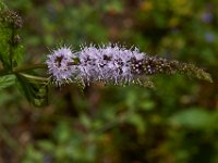 07-19-14-Nat Aboretum-8109
