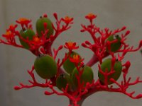 07-19-14-Nat Aboretum-8175