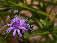 07-19-14-Nat Aboretum-8207