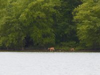 07-21-4-Tbone Triadelphia-8354