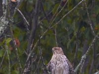 09-29-14-Selbys Landing-2749