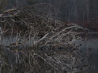04-12-15-Rocky Gorge-20978