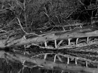 04-12-15-Rocky Gorge-20996