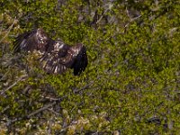 04-18-15-Nanjemoy-21523