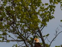 05-06-15-Nanjemoy-22721