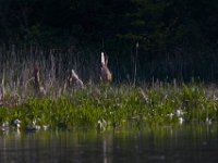 05-07-15-Mattaponi-Selbys-23078