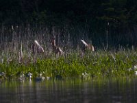05-07-15-Mattaponi-Selbys-23079