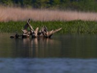 05-07-15-Mattaponi-Selbys-23097