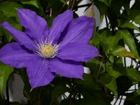 05-10-15-Ts Flowers-23098
